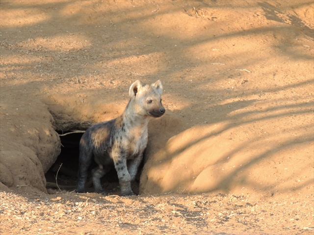 Hynena cub