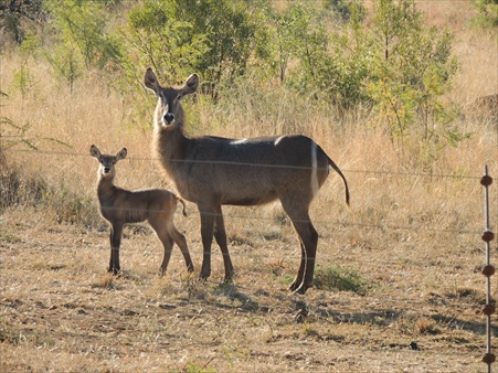 Pilanesberg 005