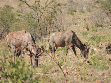 Pilanesberg 020