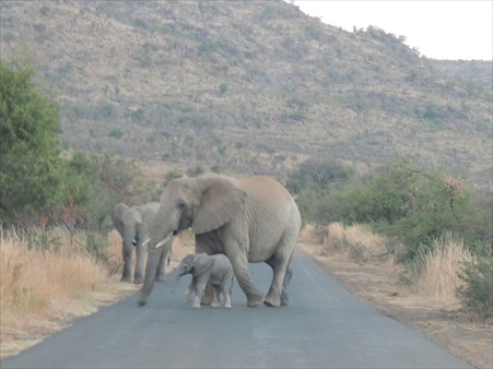 Pilanesberg 024