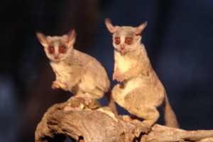 bushbabies.jpg