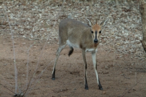 duiker.jpg