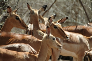 impala.jpg
