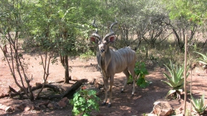 kudu.jpg