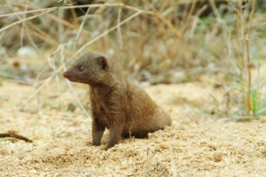 mongoose.jpg