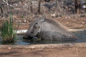 warthog.jpg