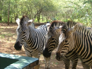 zebras.jpg
