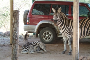 zebsincarport