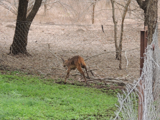 bushbuck etc 023