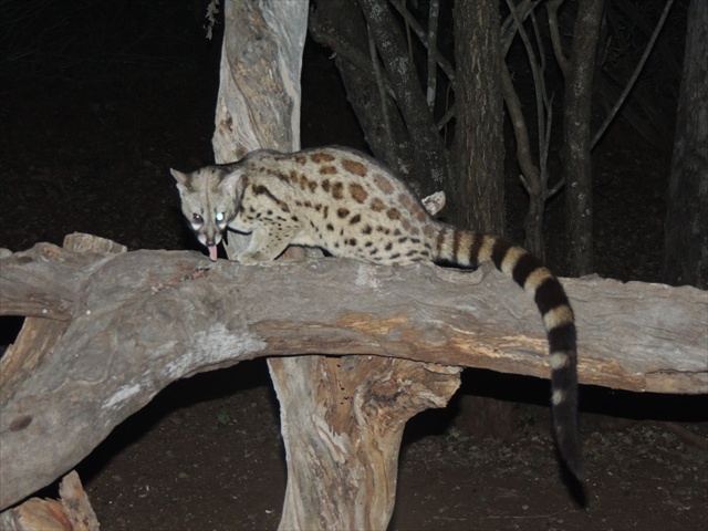 genet