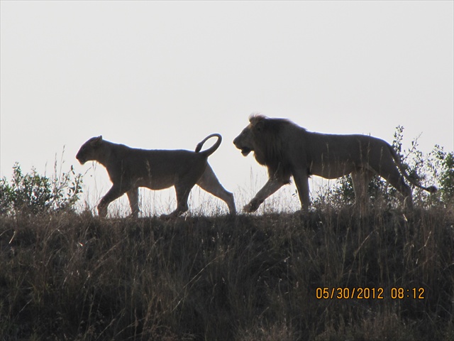 lions at mpondo