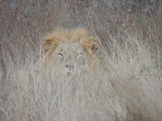 Lionspruit 018