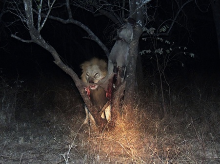 lions 20 06 2013 117