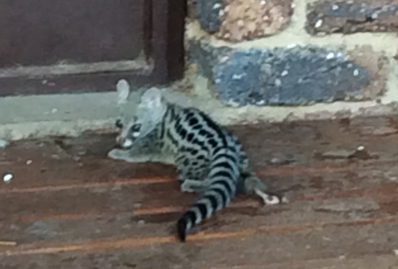 genet kitten small