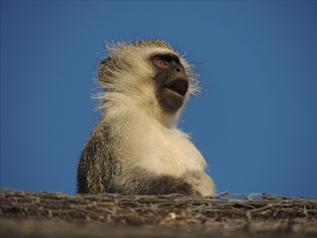 vervet on roof